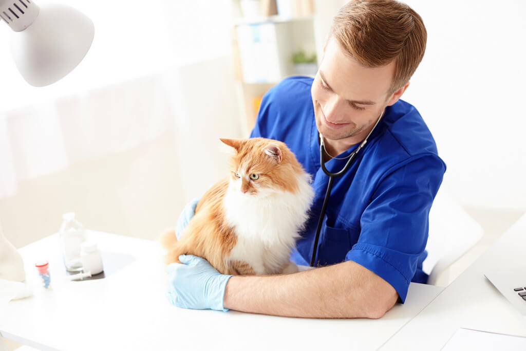 veterinar-v-mozyre veterinar-v-mozyre